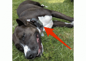 RASTREADOR DE MASCOTAS MIAMI BEACH HIALEAH GARDENS