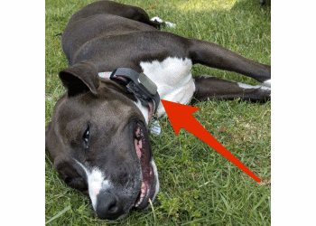 RASTREADOR DE MASCOTAS MIAMI BEACH HIALEAH GARDENS